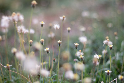 Close-up of flowering plants on land