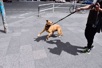 Dog standing on road