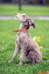 Dog sitting on grass