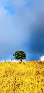 Trees on field against sky