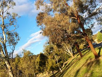 Low angle view of trees against blue sky