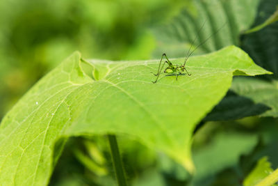 Close-up of insect on leaf