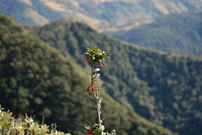 Red flowering plant on land against mountains