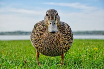 Close-up of mallard duck on grassy field