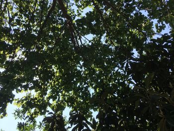 Low angle view of trees in forest