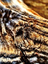 Close-up of tree stump