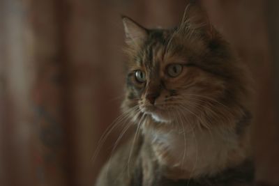 Close-up portrait of a cat