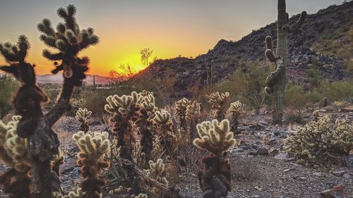 Close-up of cactus against sky during sunset