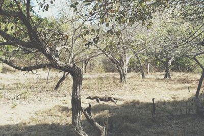 Bare trees on grassy field