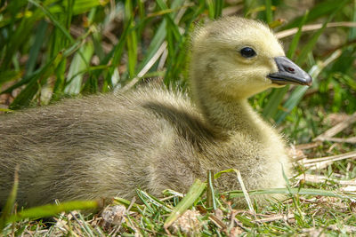 Close-up of ducklings on field