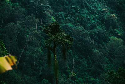 Rear view of trees in forest