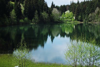 Scenic view of lake in forest