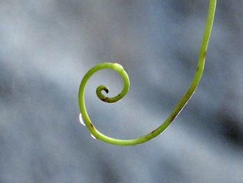 Close-up of green leaf