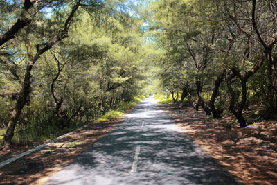 Road amidst trees in forest