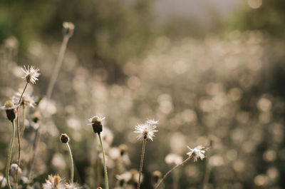 Close-up of flowering plants on land