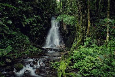 Scenic view of waterfall in forest