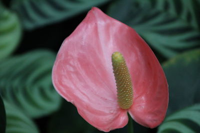 Close-up of red flowers