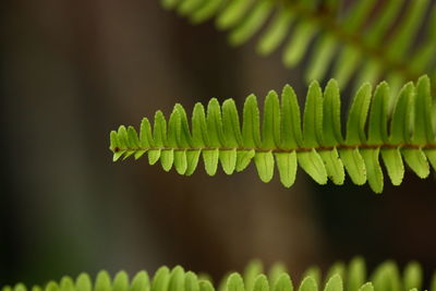 Close-up of fern leaves