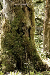 Tree trunk in forest