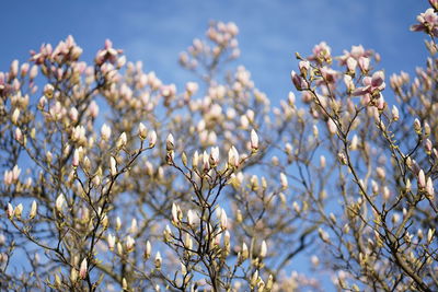 Low angle view of cherry blossoms against sky