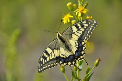 Close-up of butterfly on flower