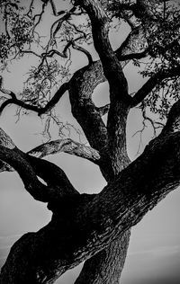 Low angle view of tree against sky
