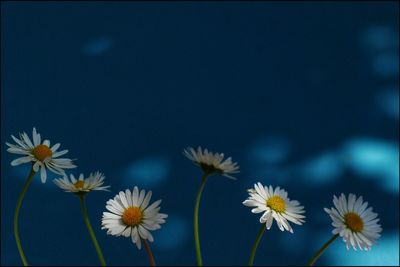Close-up of white daisy flowers against blue sky