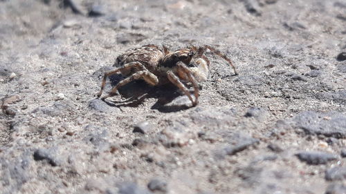 Close-up of spider