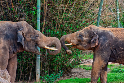 Elephant in a forest