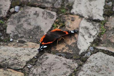 High angle view of lizard on ground