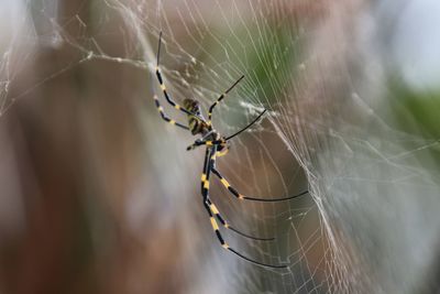 Close-up of spider on web