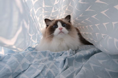 Cat relaxing on bed