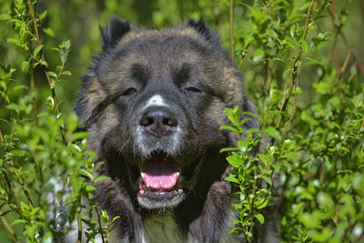 Portrait of a dog