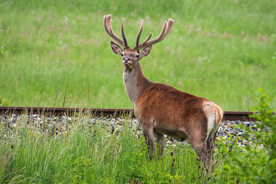 Deer standing on field