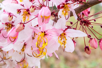 Close-up of pink cherry blossoms