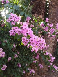 Close-up of pink flowering plants