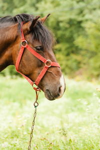 Close-up of a horse on field