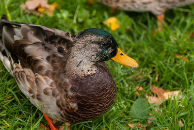 Close-up of a duck on field