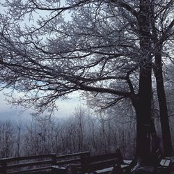 Bare trees against sky