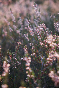 Heather in nationalpark de hoge veluwe, netherlands