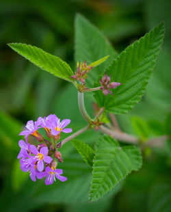 Close-up of pink flowering plant