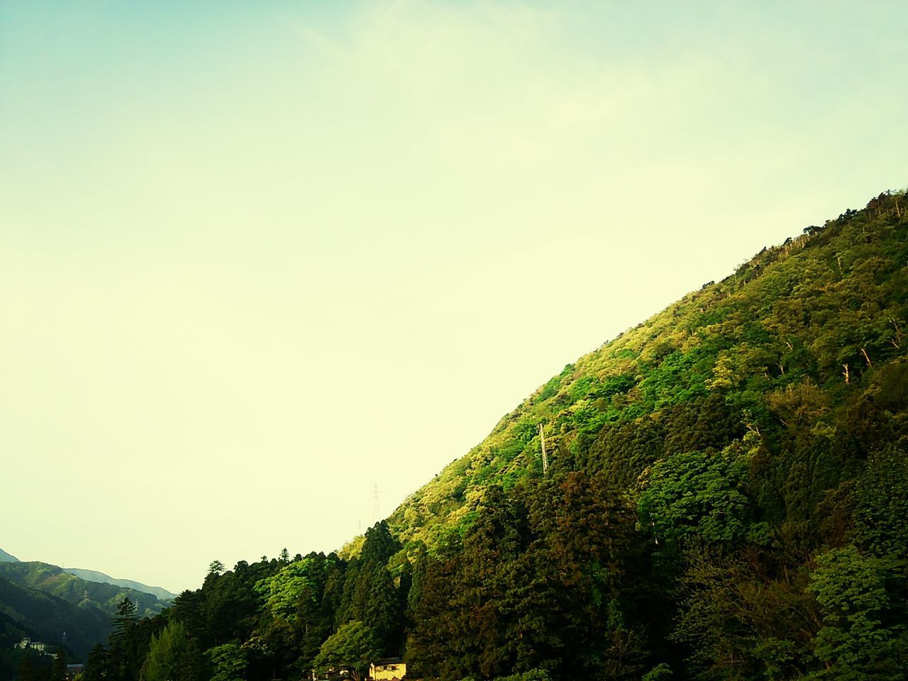 tree, mountain, clear sky, tranquility, tranquil scene, copy space, scenics, beauty in nature, nature, low angle view, growth, landscape, sky, non-urban scene, green color, hill, day, idyllic, mountain range, lush foliage