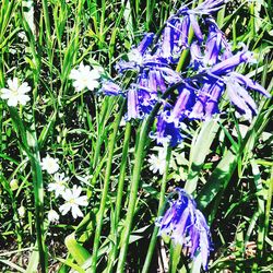 Close-up of purple flowers blooming in field