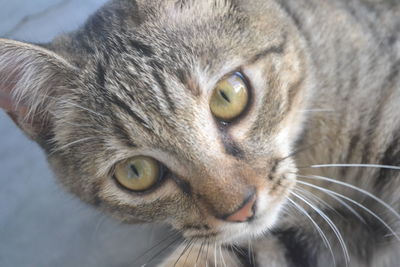 Close-up portrait of cat