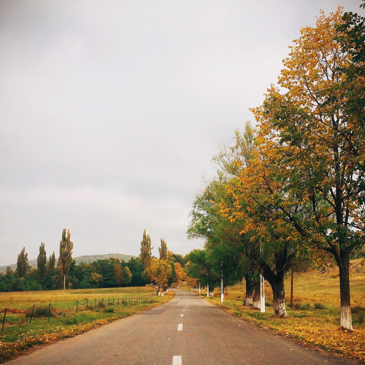 the way forward, road, diminishing perspective, tree, vanishing point, transportation, empty road, country road, tranquility, tranquil scene, sky, empty, nature, road marking, long, street, scenics, landscape, dirt road, beauty in nature