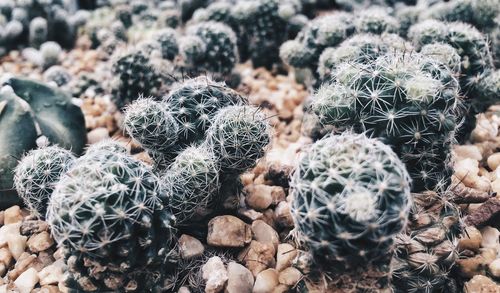 High angle view of cactus plants on gravel