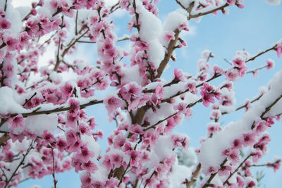 Low angle view of cherry blossom