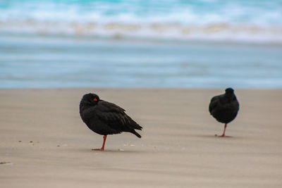 Bird on beach