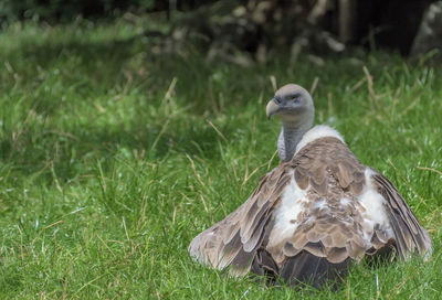 Vulture on grass