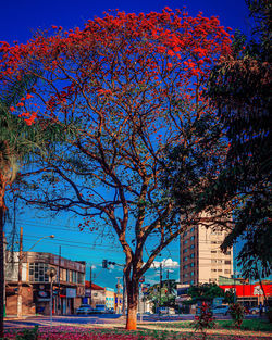 Trees by buildings against clear blue sky